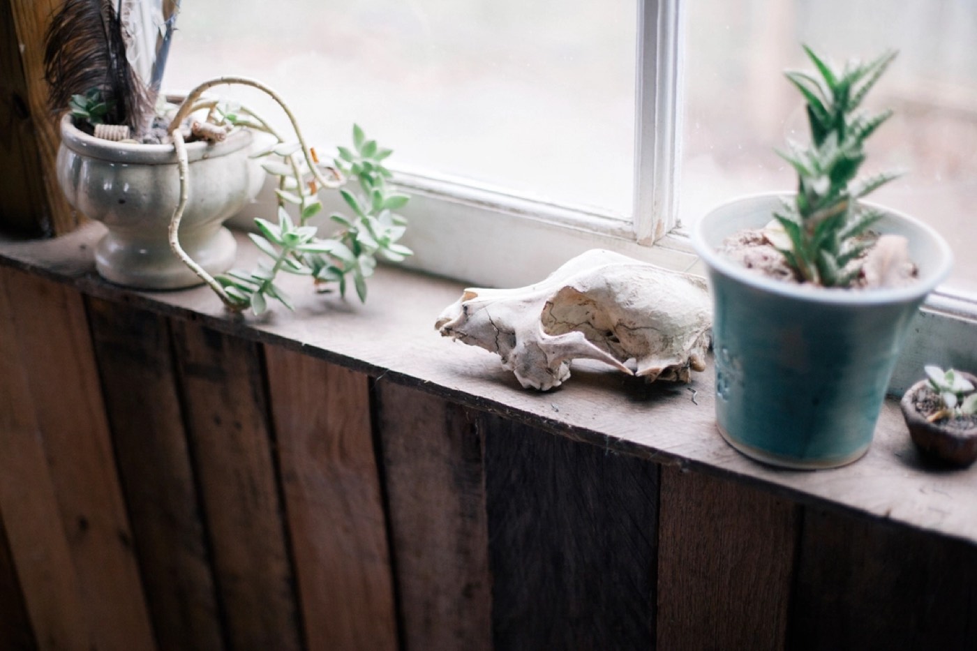 Why is my plant sad?